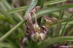 Hairy spiderwort